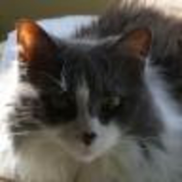 1orangepaw